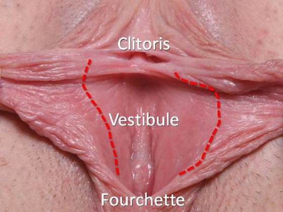 Labia minora